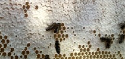 Bienenwabe